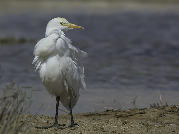 Lehmähaikara, Cattle Egret, Bubulcus ibis